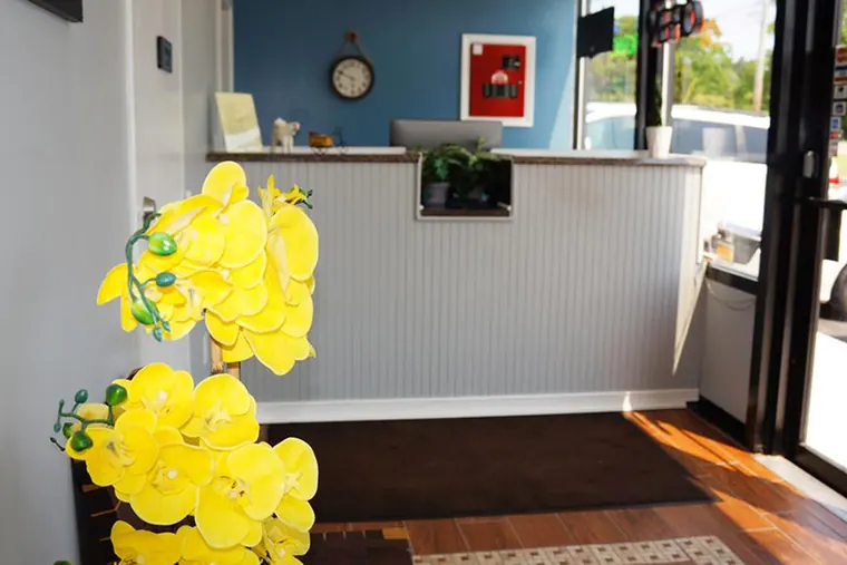 Lobby with a white front desk, dark blue wall and yellow orchids in the foreground